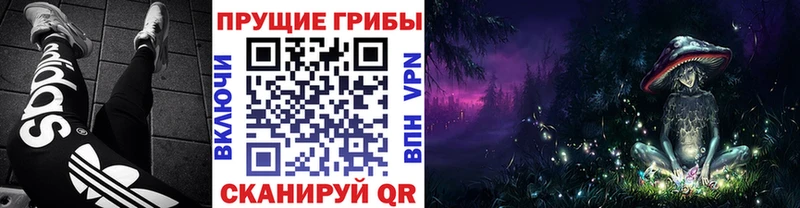 купить наркоту Волгоград Псилоцибиновые грибы Psilocybe